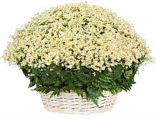 Цветочная композиция из Ромашки в корзине #REPLACE_PRED# Северном Белгородской области